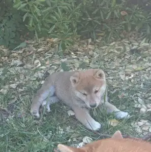 Shiba - Scamp Crowd Fantana