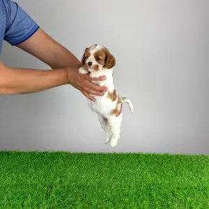 Cavalier King Charles Spaniel - Isabelle