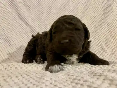 Lagotto Romagnolo - Friendly Lagotto Kora