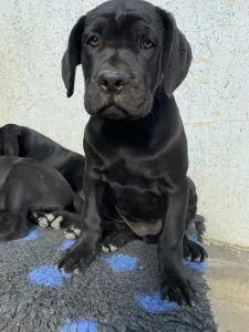 Cane Corso Italiano - Cassiopeia’s Pearl Zakopane