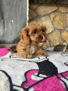 Cavapoo - Zara