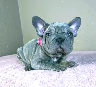 French Bulldog - Teresa