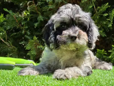 Cavapoo - Merida