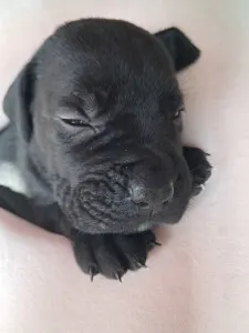 Cane Corso - Bella