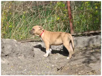 Amerikanischer Staffordshire Terrier - Gelatelli Sorbet