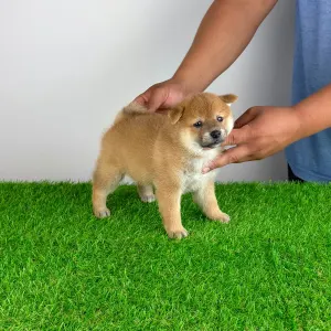 Shiba Inu - Subaru