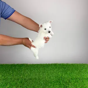 Вест-хайленд-уайт-терьер - Jette