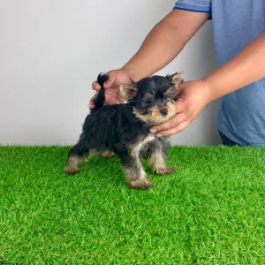 Yorkshire Terrier - Dave