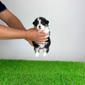 Welsh Corgi Pembroke - Enocy