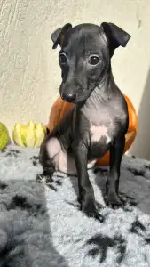 Italienisches Windspiel - Elio