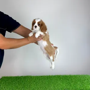 Cavalier king Charles spaniel - Alex
