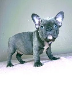 Französische Bulldogge - Siva