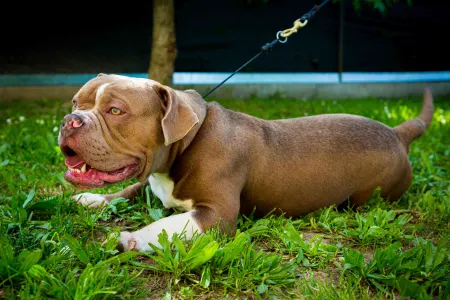 American Bully - Exotic - Amenadiel