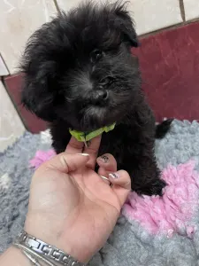 Bolończyk kolorowy - Andrej