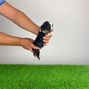 Cavalier King Charles Spaniel - Veritas