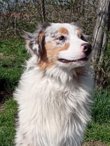 Australian Shepherd - Dailos My Sugar Boo