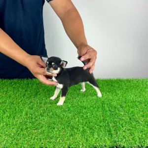 Chihuahua - Ninis