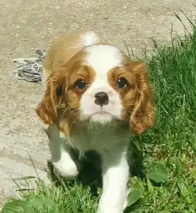 Cavalier King Charles spániel - Ilka