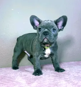 French Bulldog - Mark