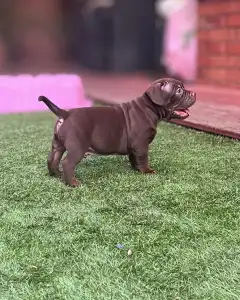 l'American Bully - Standard - Wineberry