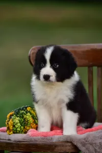 Border Collie - Gingers Heritage Call Me Legend
