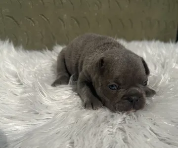 Bulldog francez - Carter