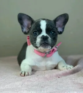 Francia bulldog - Melissa