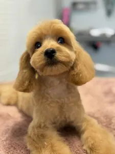 Cavapoo - Noel