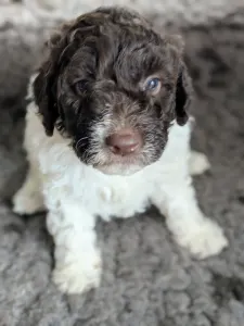 Lagotto Romagnolo - Ürömi Szarvasgombász Ignazio