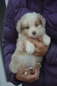 Border Collie - Blue