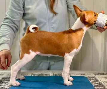 Basenji - Red&white Girl Name- Ona Lucky Alien 