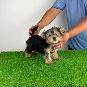 Yorkshire Terrier - Wollja