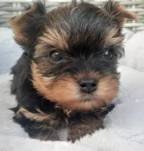 Yorkshire Terrier - Sheldon
