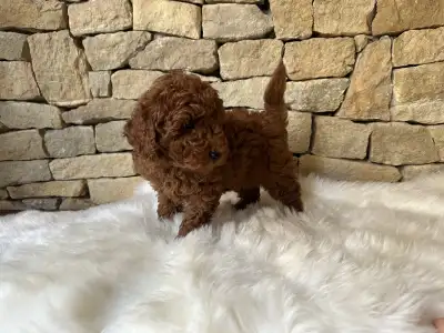 Pudel miniaturowy - Enzo