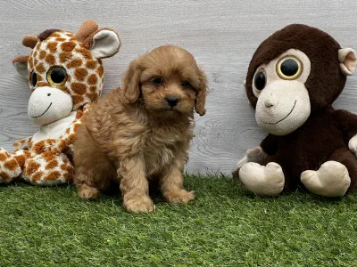 Cavapoo - Umberto