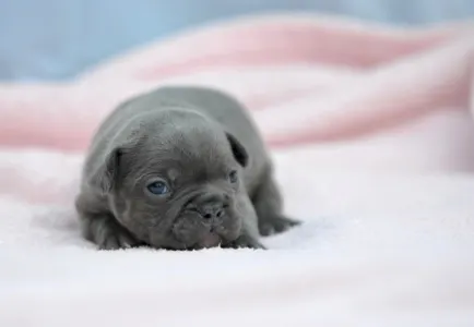 Bulldog francez - Madeleine 