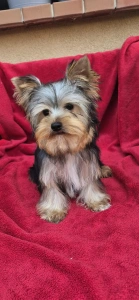 Yorkshire Terrier - Uranus (adult Weight 2,8-3kg)
