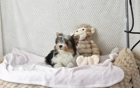 Biewer Terrier - Raven Orient 