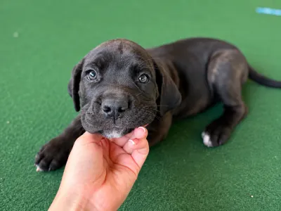 Cane Corso - Bella