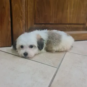 Havanese - Tara