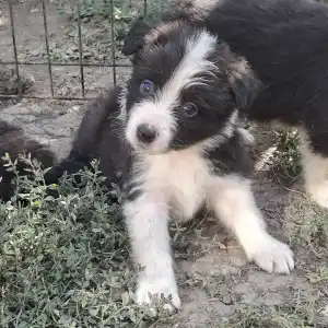 Border Collie - Dazzling Borders Believe In Wonders