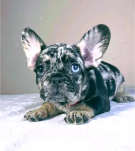 French Bulldog - Daisy