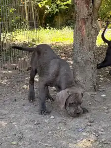 Cane Corso - Tommyboy