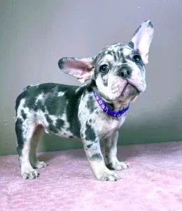 French Bulldog - Greg