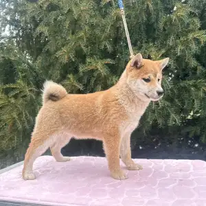 Shiba - Beauty Of The East Ayame