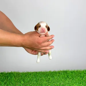 Cavalier King Charles Spaniel - Karosso