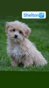 Maltipoo - Shelton