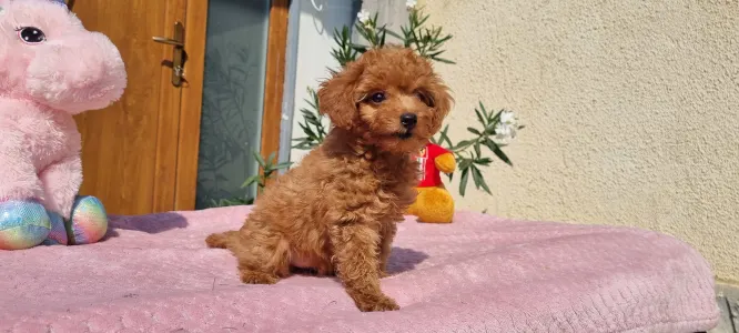 Caniche Toy - Nara