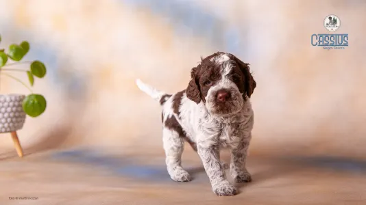 Lagotto Romanjolo - Cassius Negro Tesoro