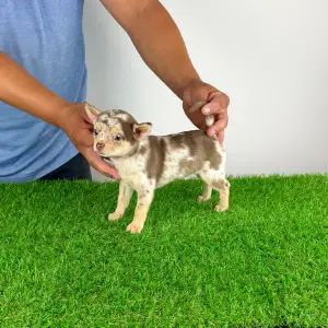 Chihuahua - Flora